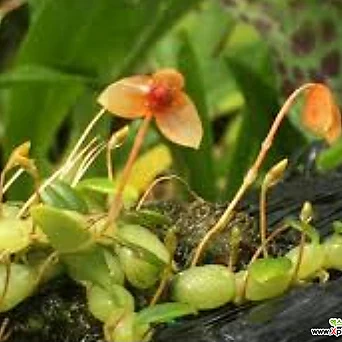 벌브Bulbophyllum.moniliforme.모닝리포르네(꽃은아주작은주황색).목부작걸이.인기상품. 1