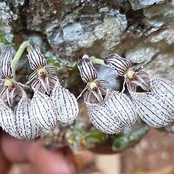 벌브Bulbophyllum.polliculosum.폴리콜로섬.(꽃은아주작은네추럴색).나무부작걸이..인기상품. 1