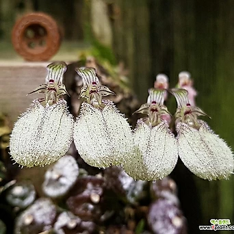 벌브Bulbophyllum.polliculosum.폴리콜로섬.(꽃은아주작은네추럴색).나무부작걸이.인기. 1