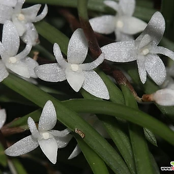 Ceratostylis philippinensis세라토스타일스 필리피넨시스.예쁜흰색꽃.인기상품. 1