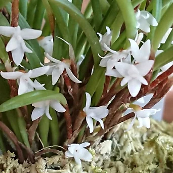 Ceratostylis philippinensis세라토스타일스 필리피넨시스.예쁜흰색꽃.꽃이작고귀여운형. 1