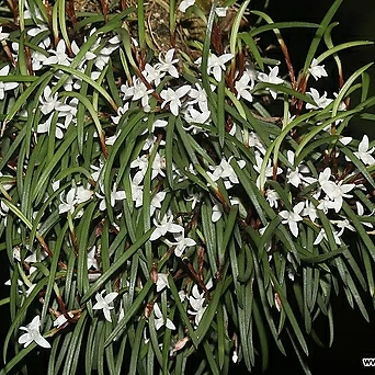 Ceratostylis philippinensis세라토스타일스 필리피넨시스.예쁜흰색꽃.꽃이귀여운형.인기. 1
