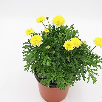 마가렛 (마거리트)MARGUERITE 노랑색꽃 화단,마당꾸미기 실내공기정화식물 1