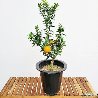 머튤립 오렌지나무/ 싱싱한식물 받아보기/ 뿌리깊은나무상점 1