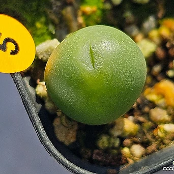 Conophytum ssp 1