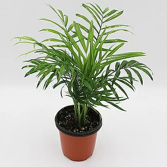 테이블야자 공기정화능력에강력한 식물 1