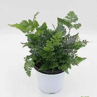 후마타 상록넉줄고사리 공기정화식물  그늘에서잘자라는 반음지식물 1