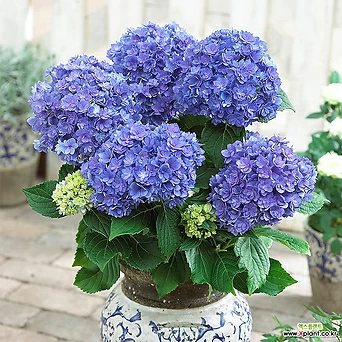 유럽원예수국 투게더 블루  14CM 포트  수국나무  조경수  보라,파랑꽃   반려식물 꽃보러가자 1