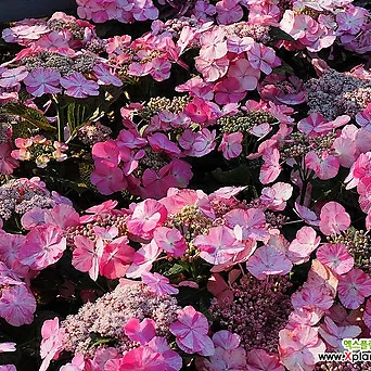 유럽원예수국 컨페티 게파드   14CM 포트  수국나무  조경수  분홍/흰색꽃   반려식물  꽃보러가자 1