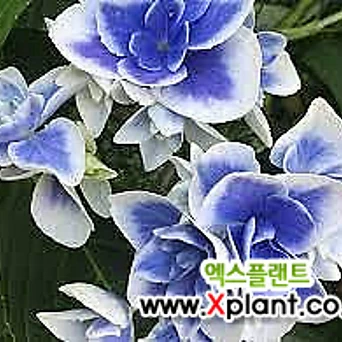 유럽원예수국 스타게이저 블루 14CM 포트 수국 조경나무 파란꽃 반려식물 꽃보러가자 1