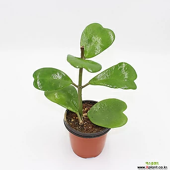 하트호야체인 Heart Hoya관상용 실내인테리어식물 1