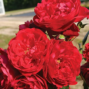 플로렌티나 6치 포트 (3지 이상) 빨강꽃 정원장미 사계장미  독일장미 묘목 넝쿨장미 1