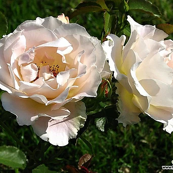 로코코 6치 포트 (3지 이상) 연분홍꽃 정원장미 독일장미 묘목 반사계 넝쿨장미 1