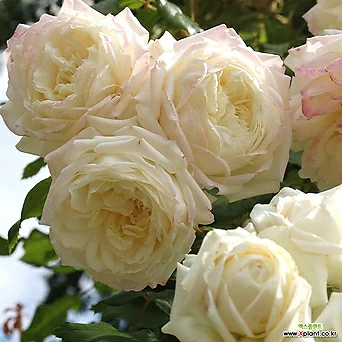 알래스카  6치 포트 (3지 이상) 흰꽃 정원장미 사계 독일장미 묘목 넝쿨장미 1