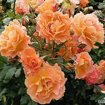 웨스터랜드  6치 포트 (3지 이상) 주황꽃  오렌지꽃 정원장미 사계 독일장미 묘목 넝쿨장미 1