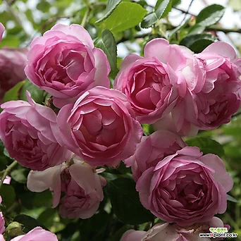 자스미나 6치 포트 (3지 이상) 바이올렛핑크꽃 정원장미 사계 독일장미 묘목 넝쿨장미 1