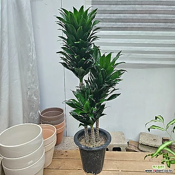 드라세나 콤펙타 공기정화식물 콤팩타 거실화분 인테리어화분 키우기쉬운나무 1