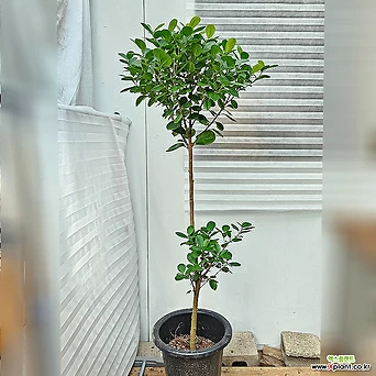프랑스고무나무토분 피코스고무나무  반음지  공기정화식물 개업화분 1