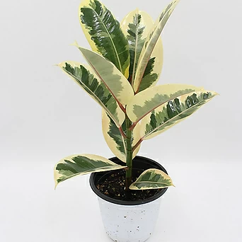 수채화고무나무 중품 공기정화식물 실내관엽식물 특이한잎 키우기쉬운식물 1