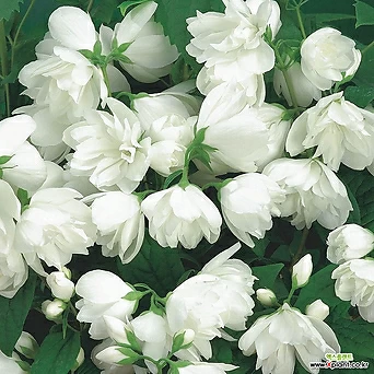 유럽고광나무 스노우벨 7치 포트 조경수 정원수 가드닝 묘목 겹꽃 백색꽃 향기꽃 1