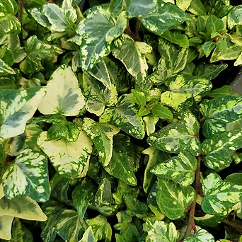테라리움 식재용 오리발 닮은 아이비 색깔독특 촘촘하고 잎이 작은 특이한 선물용식물 화분식재가능 1