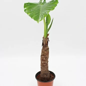 알로카시아 거실 실내 관엽식물 반려식물 공기정화식물 개업식물 1