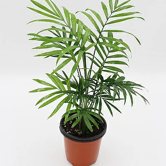 테이블야자 책상야자 공기정화식물 실내플렌테리어식물 1