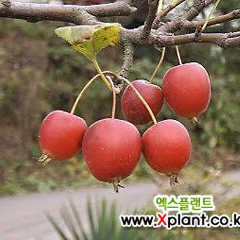 꽂과 열매가 예쁜 애기사과 (나무) 1