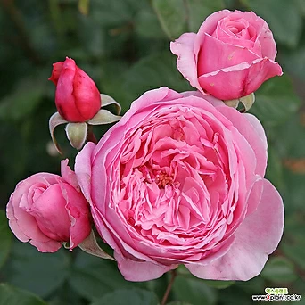 키스 미 케이트 6치 포트 (3지 이상) 핑크꽃 정원장미 사계 독일장미 묘목 넝쿨장미 1