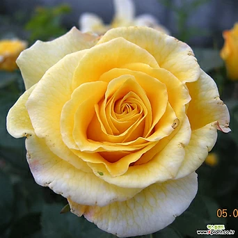 에버골드  6치 포트(3지 이상) 노랑꽃 정원장미 반사계 독일장미 묘목 넝쿨장미 1