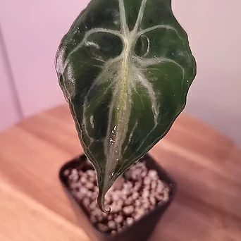 Alocasia venom, 알로카시아 베놈 1