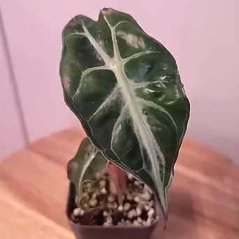 알로카시아 베놈, alocasia venom 1