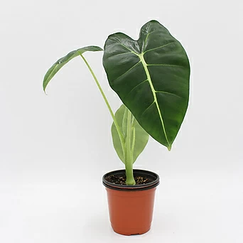 알로카시아 프라이덱 그린벨벳 실내 공기정화식물 인테리어 식물 1