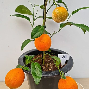 오렌지레몬나무(열매대품 A)-동일품배송 1