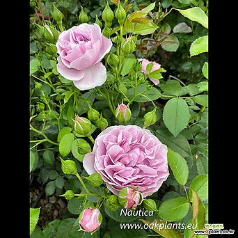 노티카 18cm포트 독일장미나무 사계관목장미 연보라-라벤더색꽃 향기 꽃보러가자 1