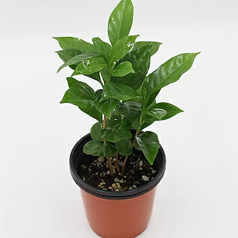커피나무 소품 관엽식물 실내공기정화 키우기쉬운 반려식물 1