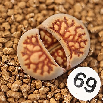 69 국화석 1