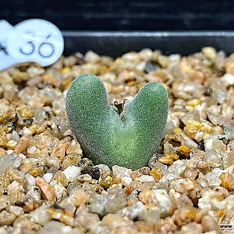 Conophytum bilobum C. bilobum ssp.nova EA272 Rietkloof-1