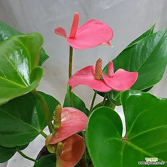 핑크안스리움 안시리움 수경재배식물  실내공기정화식물 반음지식물  플랜테리어 1