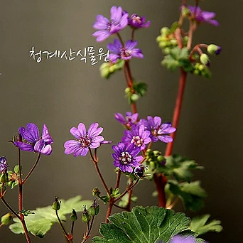 [청계산식물원] 꽃대 묵은둥이 청화쥐손이 / 사진촬영 2024년 2월 5일 1