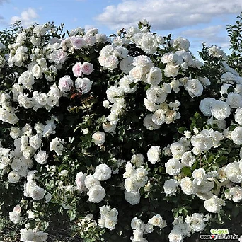 사계넝쿨장미 알래스카 6치 비닐포트 진한향 순백색 흰꽃 신품종 월동묘목 1