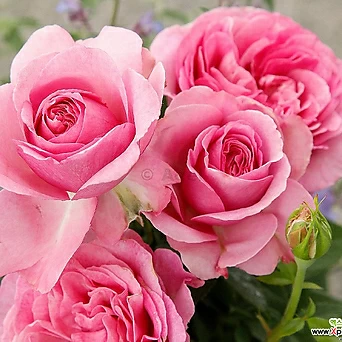 쾨니긴 마리에 18cm포트(3지이상) 독일장미나무 사계관목장미 핑크색꽃 꽃보러가자 1