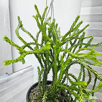 석송 트라이앵글사툴 거꾸로자라는식물 행잉플랜트 에어플랜트 인테리어식물 틸란드시아 1