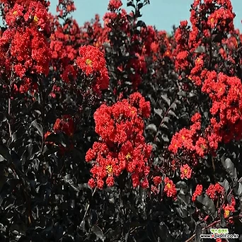 자엽 배롱나무 묘목 블랙다이아몬드 빨강 백일홍나무 1