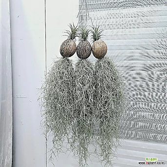 풍성수염코넛수염틸란드시아 미세먼지제거식물 이오난사 공중식물 미세먼지제거식물 1