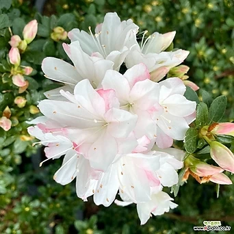 모나리자철쭉 특대품 대형식물 모나리자 부활절꽃 철쭉 1