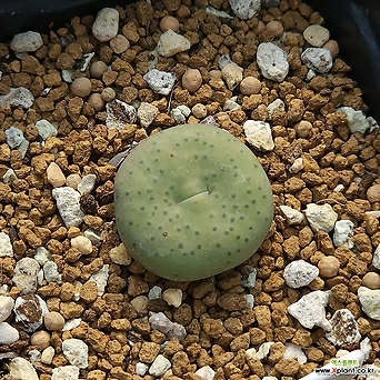 Conophytum stevens-jonesianum C. Conophytum - Xplant