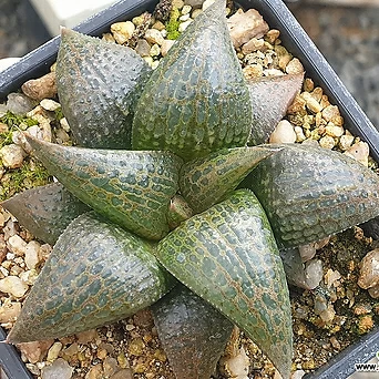 Korean Hworthia  (H. comptoniana x koelmaniorum)  1