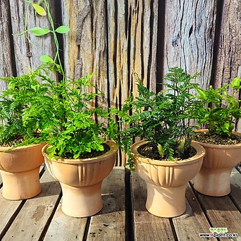 이삭토분식물 고사리과 후마타 다발리아 에버젬 마이이 1+1 토분 기르기쉬운 양지 반음지식물 1