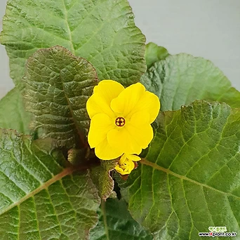 완다앵초 노랑꽃 소품 1